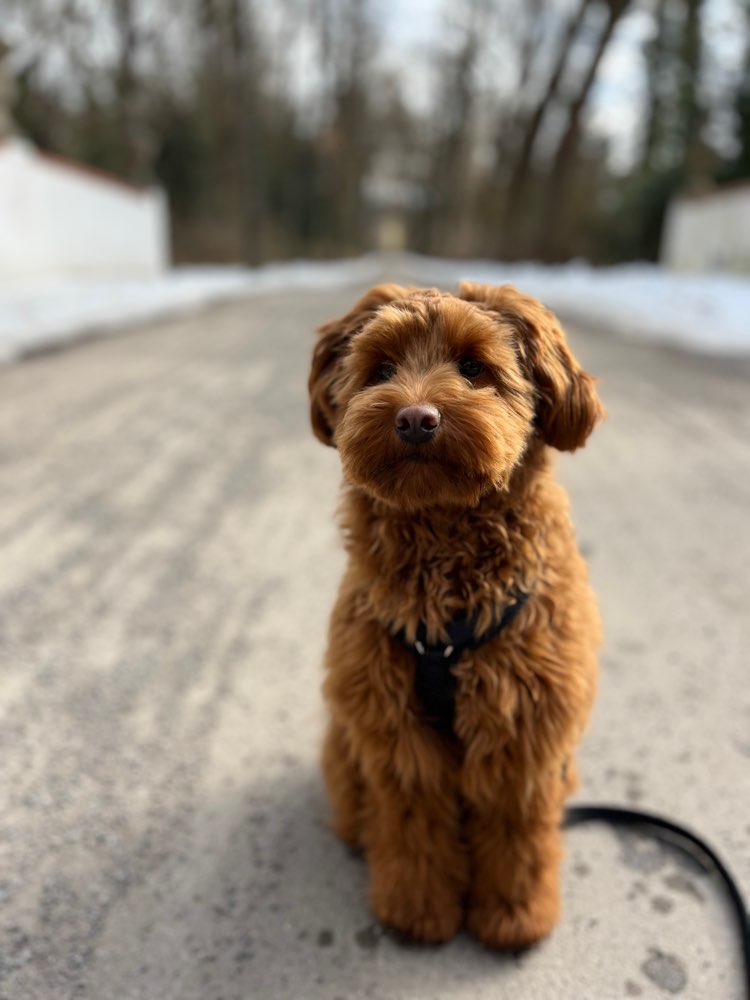 Hundetreffen-Gemeinsames Spazieren-Profilbild