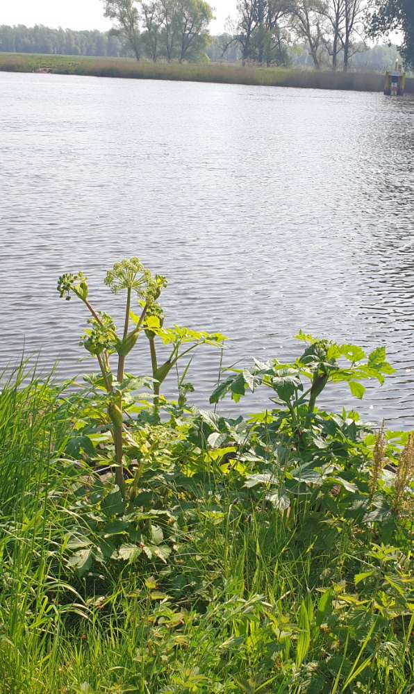 Giftköder-Riesenbärenklau-Profilbild