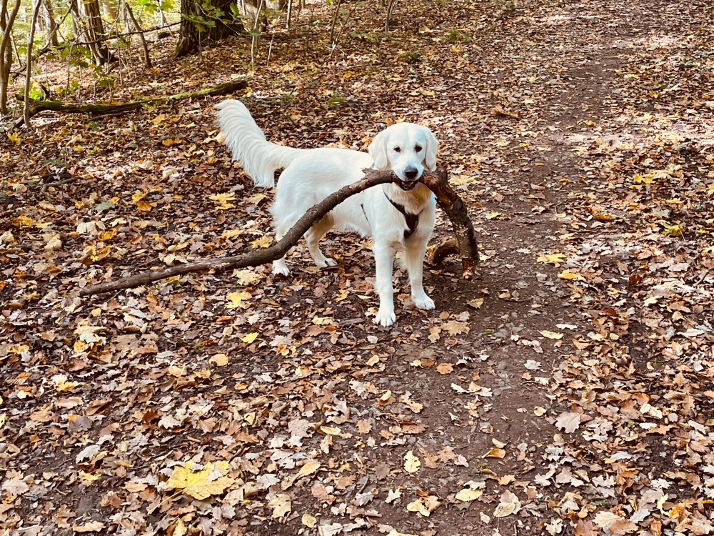 Hundetreffen-Gassirunde-Profilbild