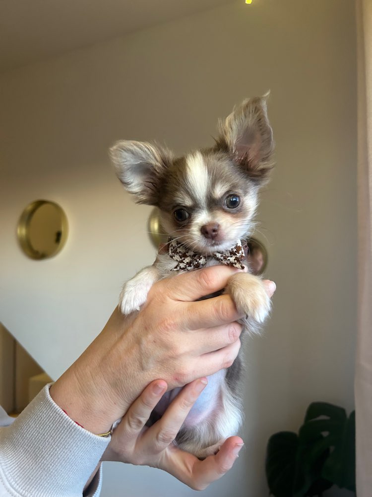 Hundetreffen-Welpentreffen rund um Ingolstadt-Profilbild