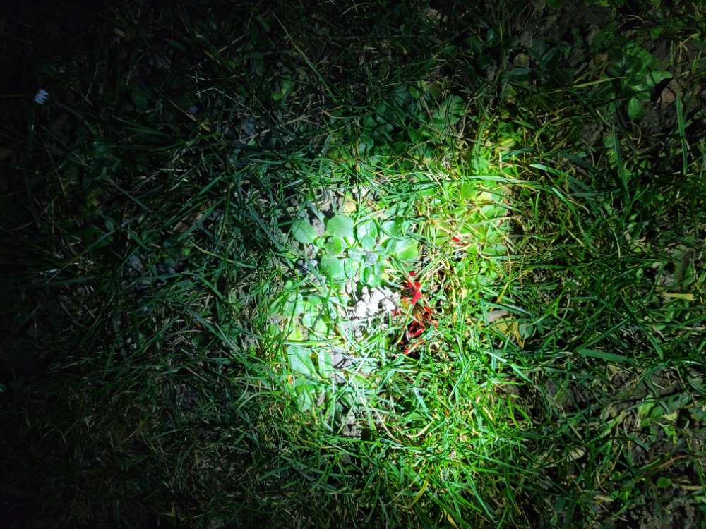 Giftköder-Giftköder?- Blutiger Durchfall-Profilbild