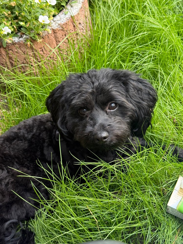 Hundetreffen-Spieltreffen im Umkreis Landstuhl-Profilbild