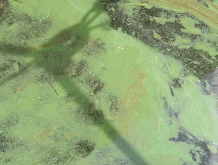 Giftköder-Blaualgenbefall im Uettelsheimer See-Profilbild