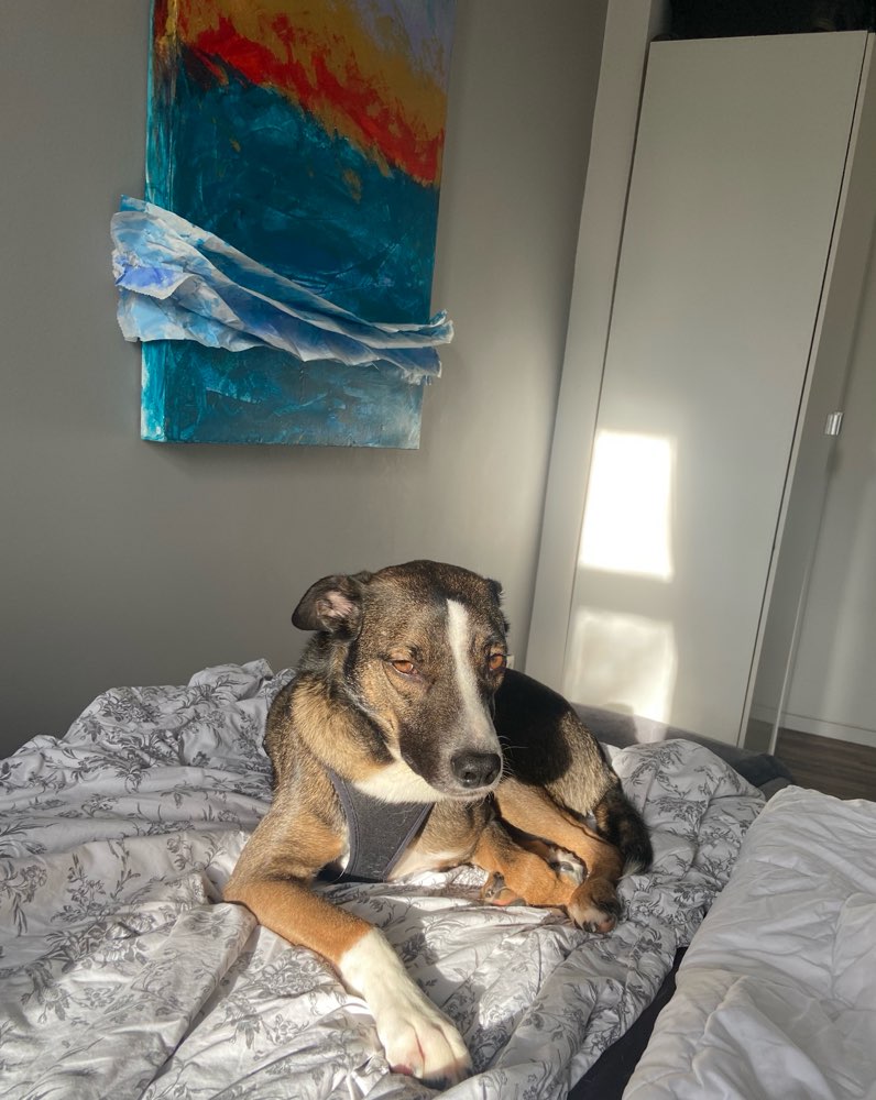 Hundetreffen-Calimero sucht Freunde-Profilbild