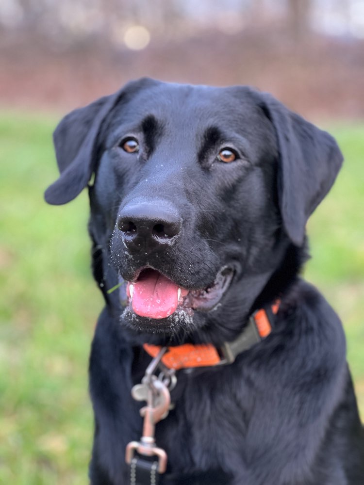 Hundetreffen-Social Walk und Spielrunde-Profilbild