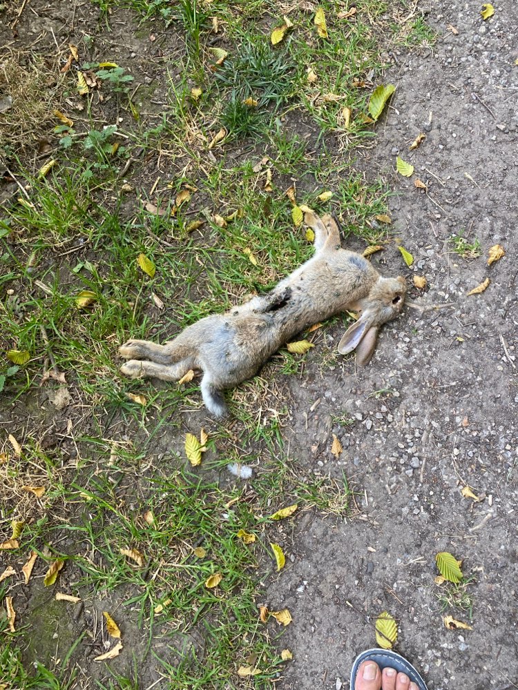 Giftköder-Tierkadaver-Profilbild