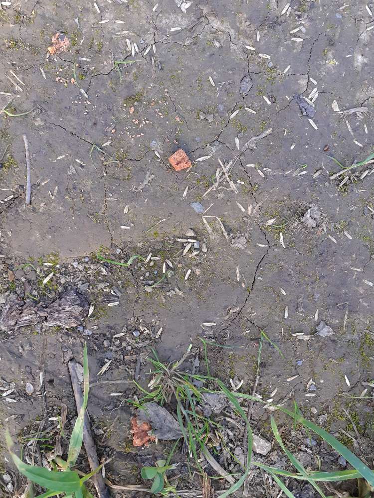 Giftköder-Rosa / Rote Körner-Profilbild