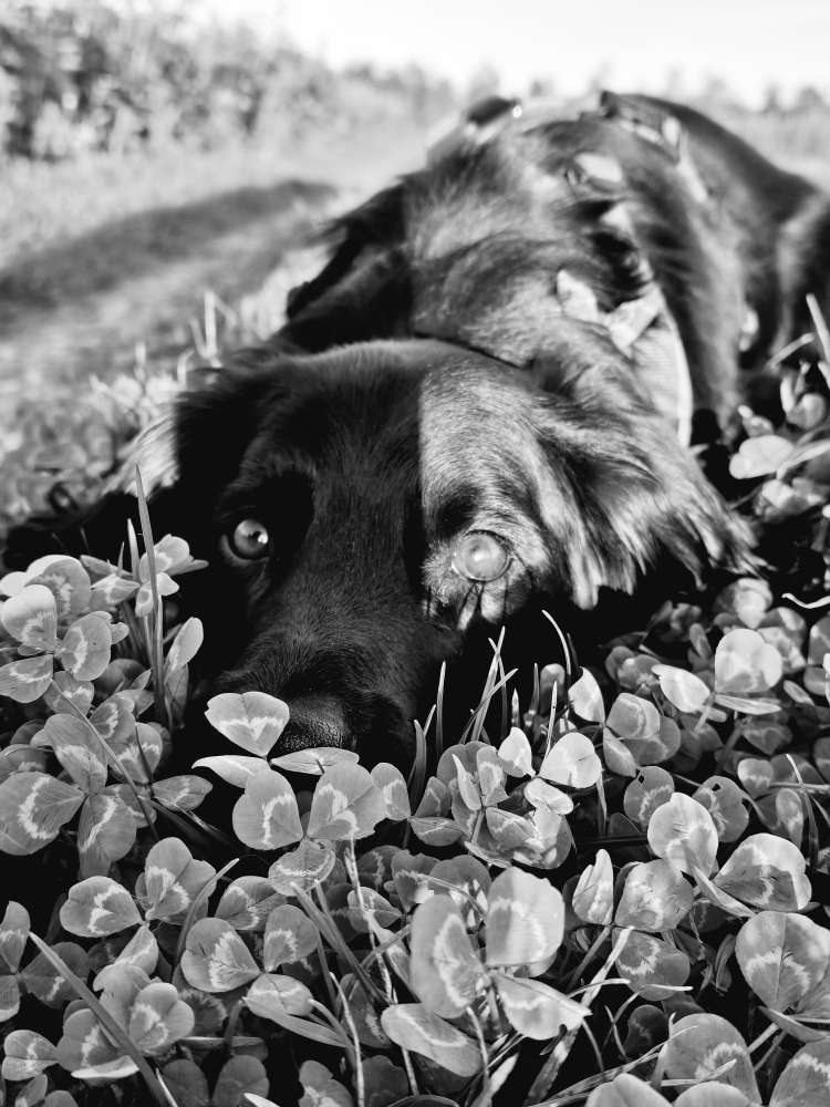 Hundetreffen-🐾 Wir suchen neue Gassi-Bekanntschaften! 🐶🩷-Profilbild