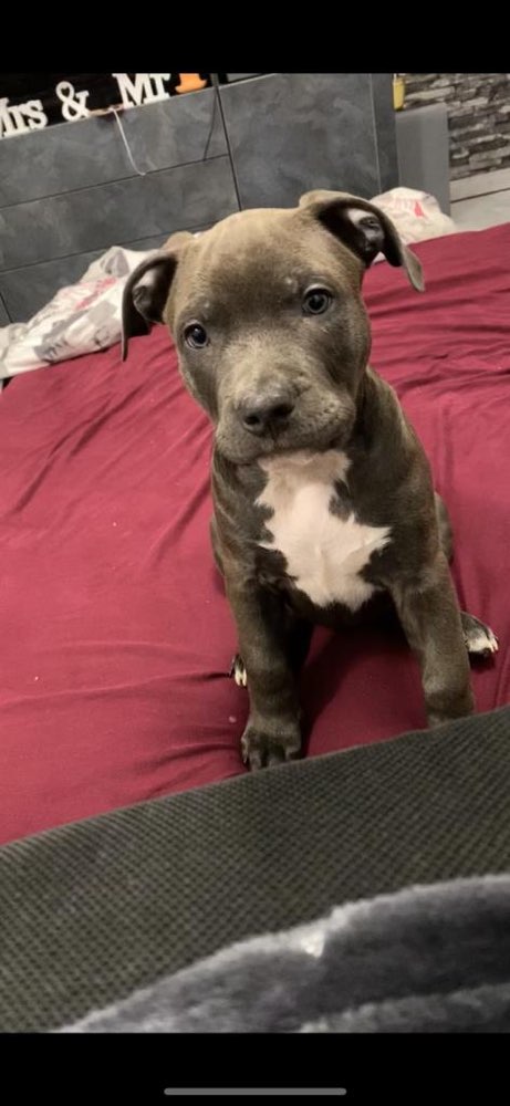 Hundetreffen-Kontakt mit anderen Artgenossen und schönes gassi gehen zusammen-Profilbild