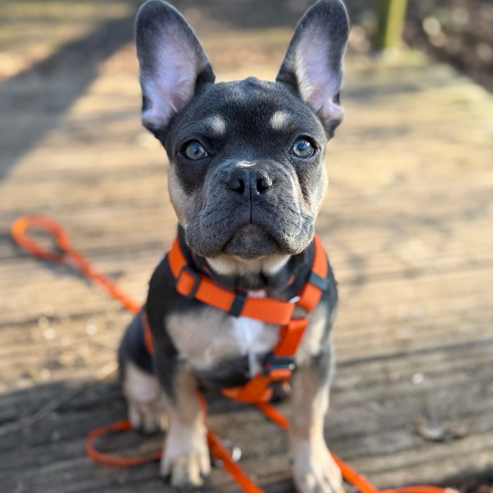 Hundetreffen-Gassirunde / Treff - Kumpel gesucht-Profilbild