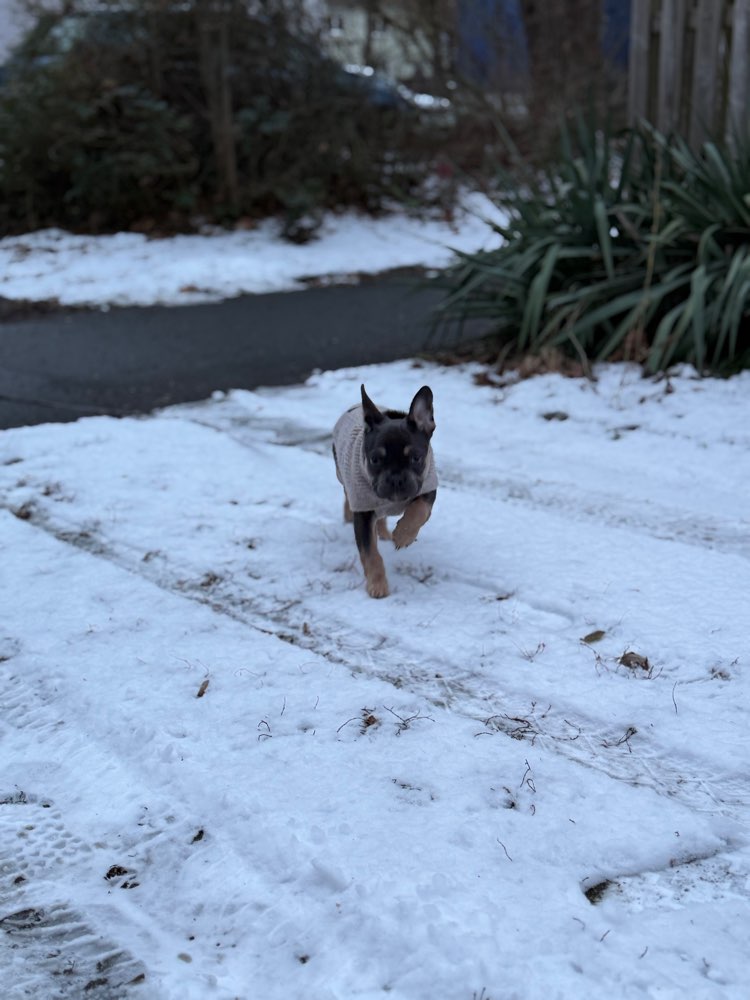 Hundetreffen-Suche Spielkontakt für meinen Welpen-Profilbild