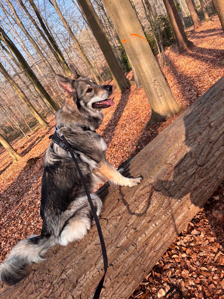 Hundetreffen-Treffen in der Umgebung-Profilbild