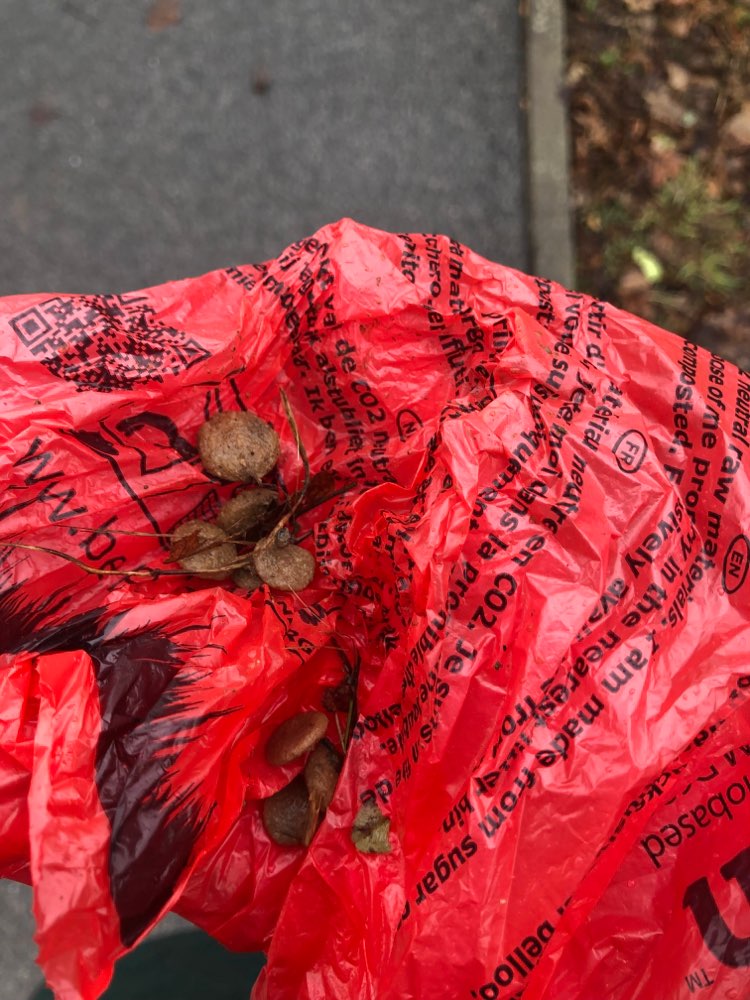 Giftköder-Trockenfutter ausgelegt - evtl getränkt?-Profilbild