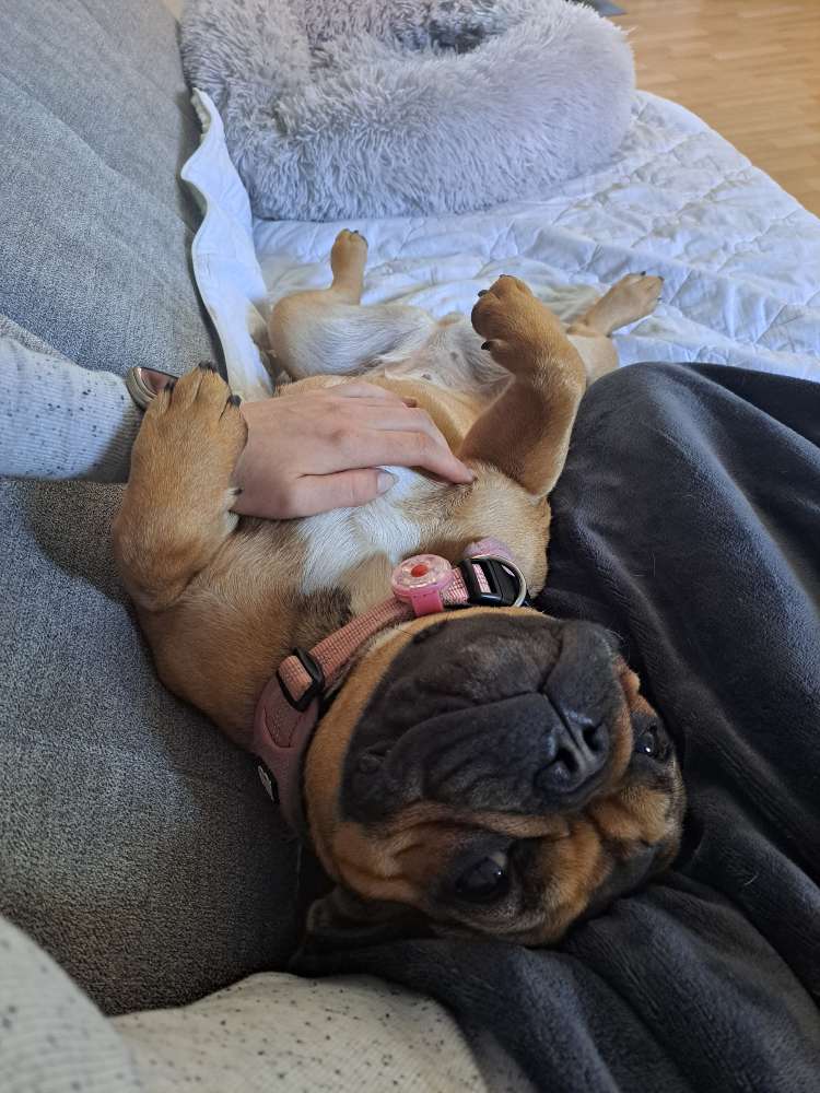 Hundetreffen-Betreuung gesucht-Profilbild