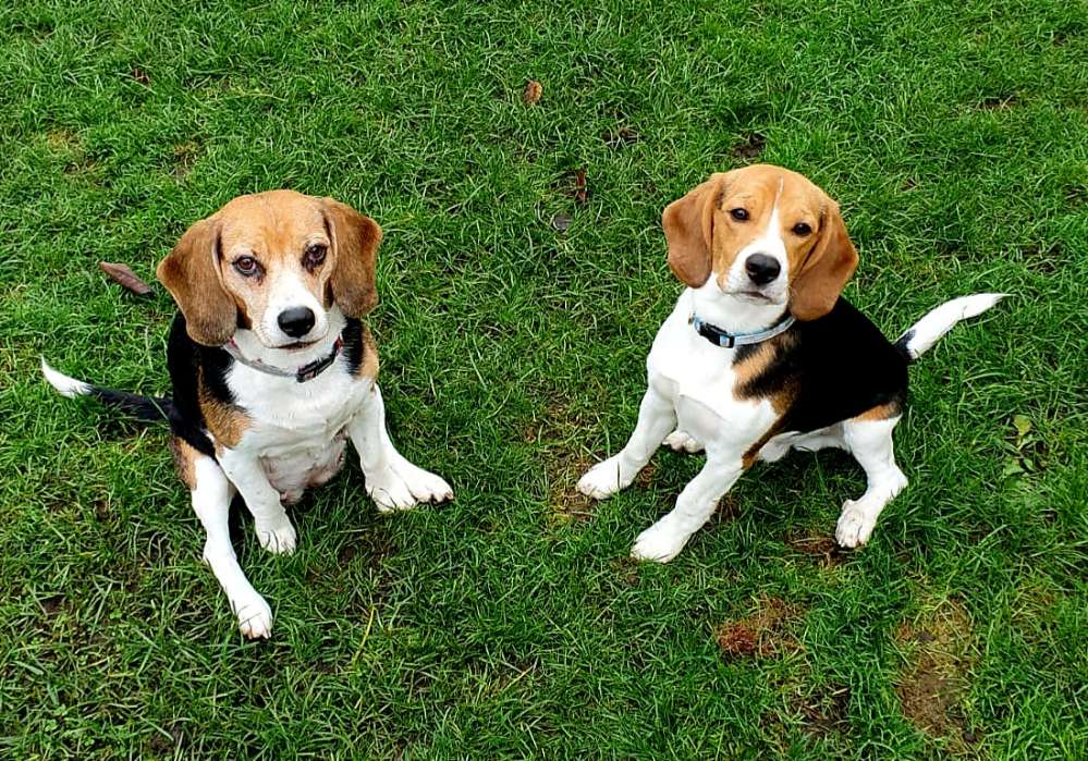 Hundetreffen-Wo sind die Beagle im Raum Selm?-Profilbild