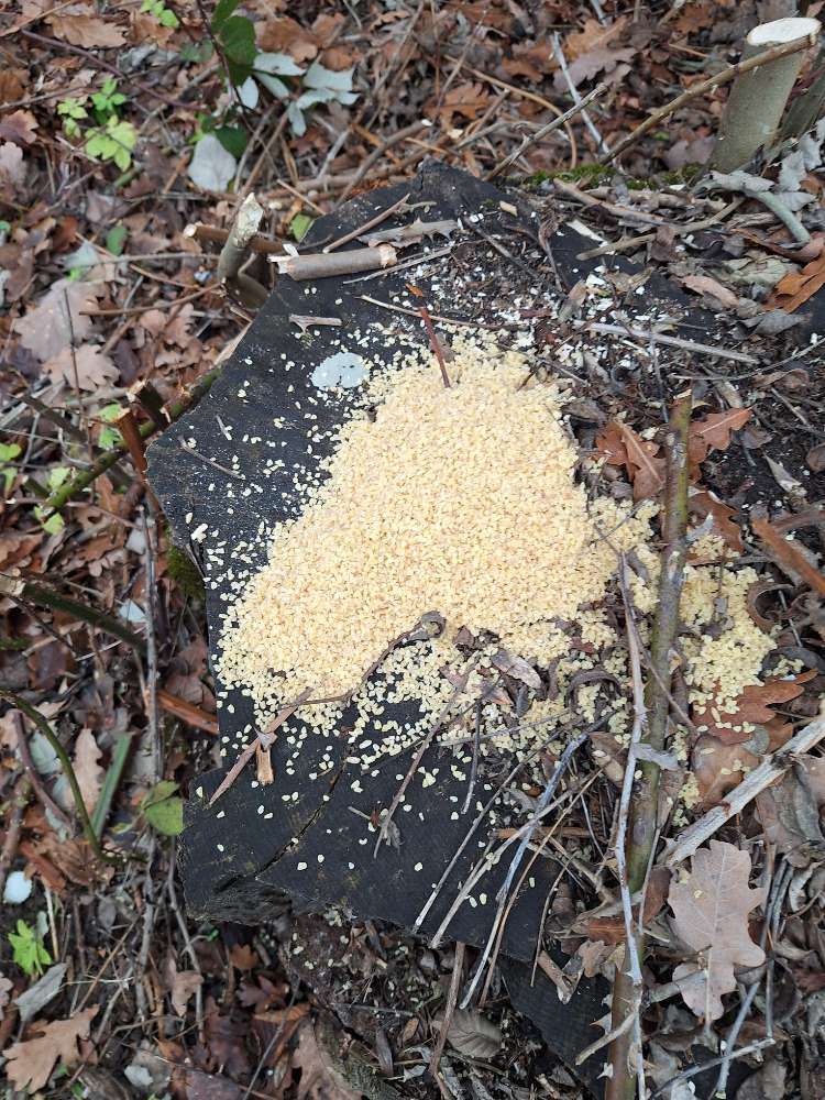 Giftköder-Hirse oder potenzielle Gefahr/Köder-Profilbild