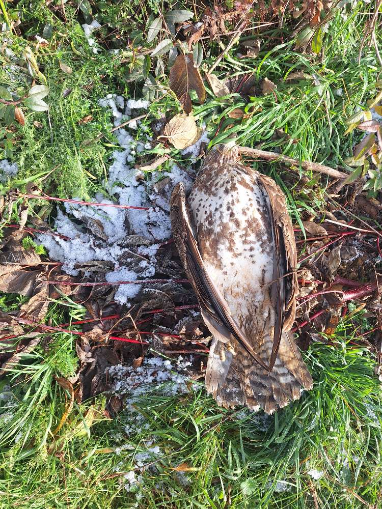 Giftköder-Großer toter Greifvogel-Profilbild