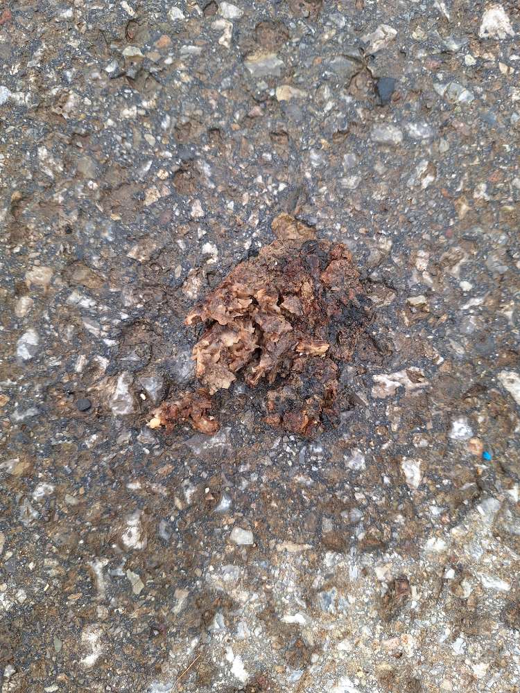 Giftköder-Potenzieller Giftköder Jettingen/Nagold-Profilbild