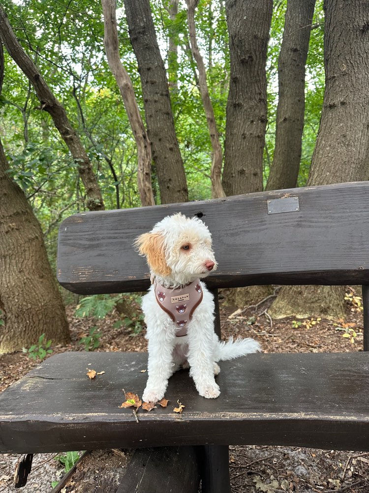 Hundetreffen-Gasirunde / Spieltreff - Junghunde-Profilbild