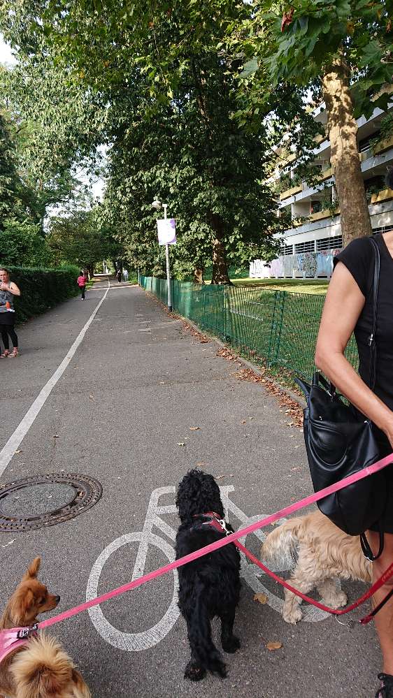 Giftköder-Verdächtiges Essen in Hecken geworfen-Profilbild