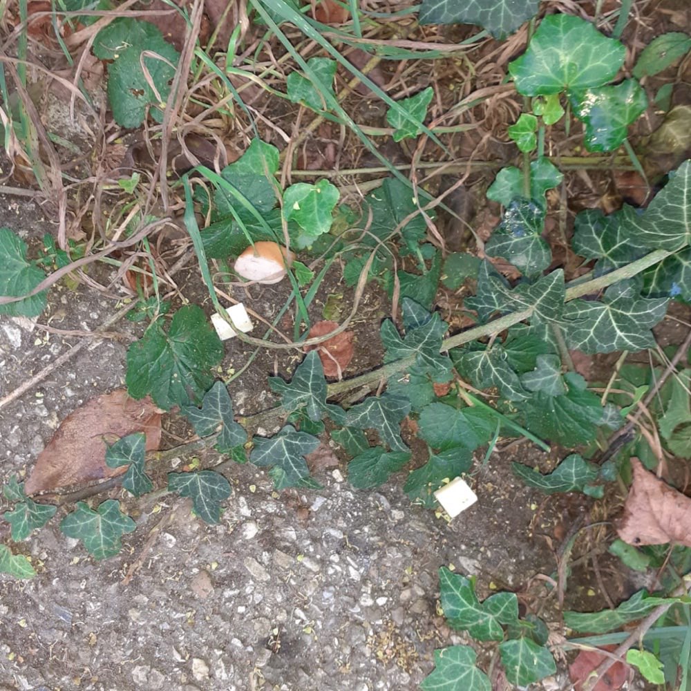 Giftköder-Wurst mit käse giftköder-Profilbild