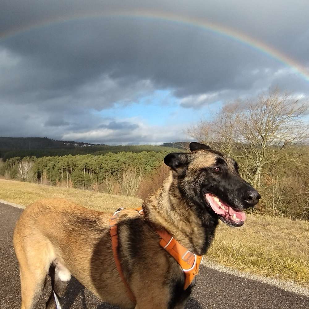 Hundetreffen-Spiel & Spaß für alle, gern auch im privaten Garten-Profilbild