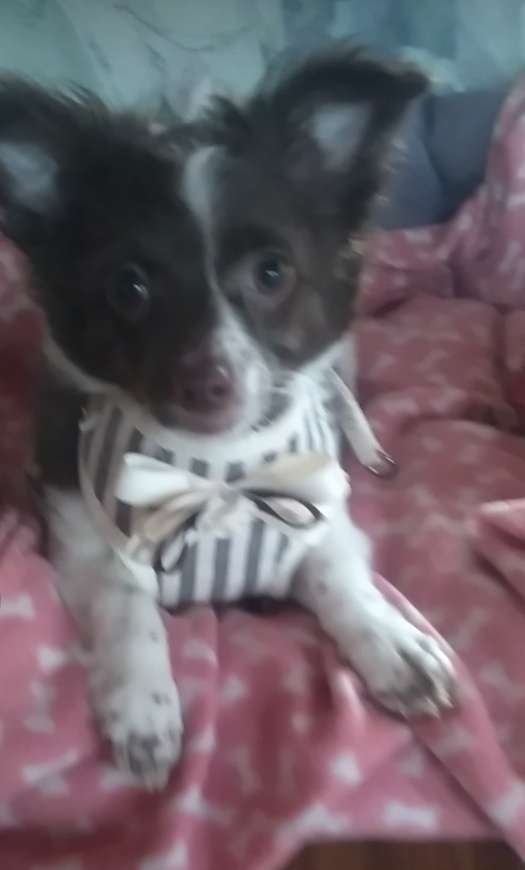 Hundetreffen-Welpen treffen-Profilbild