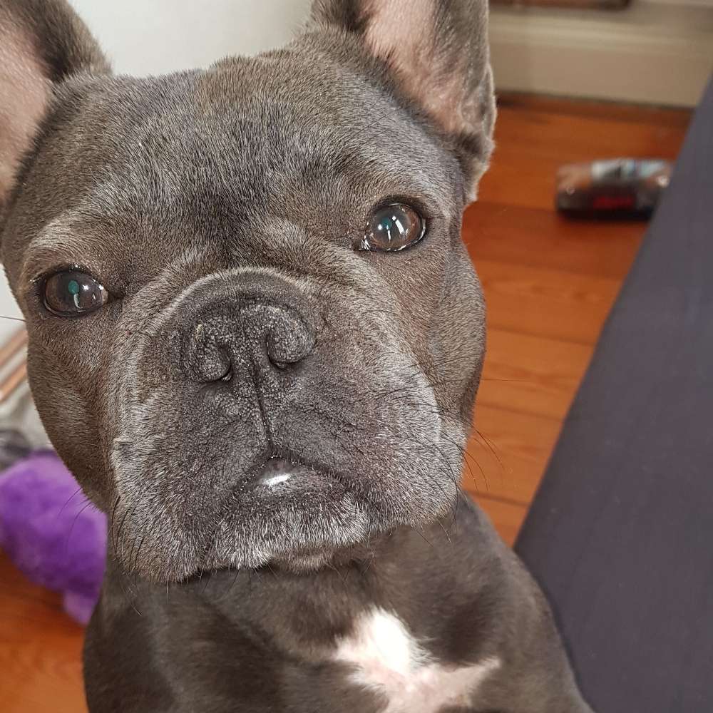 Suchmeldung-Blueberry-Profilbild