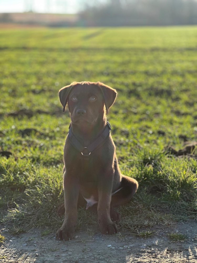 Hundetreffen-Spielrunden-Profilbild