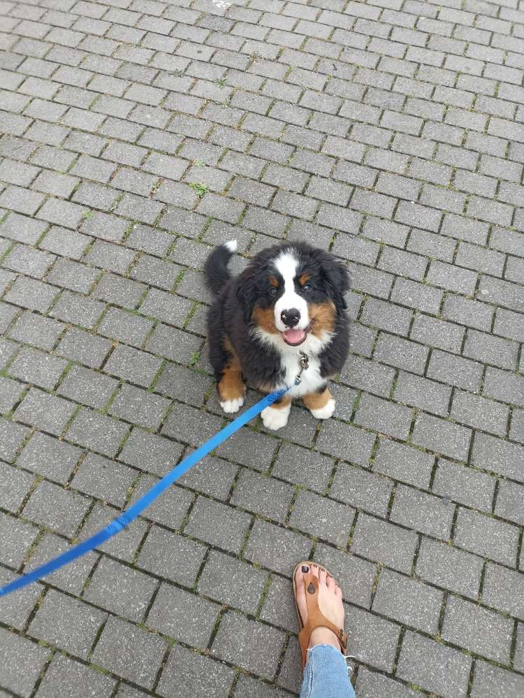 Hundetreffen-Welpentreffen-Profilbild