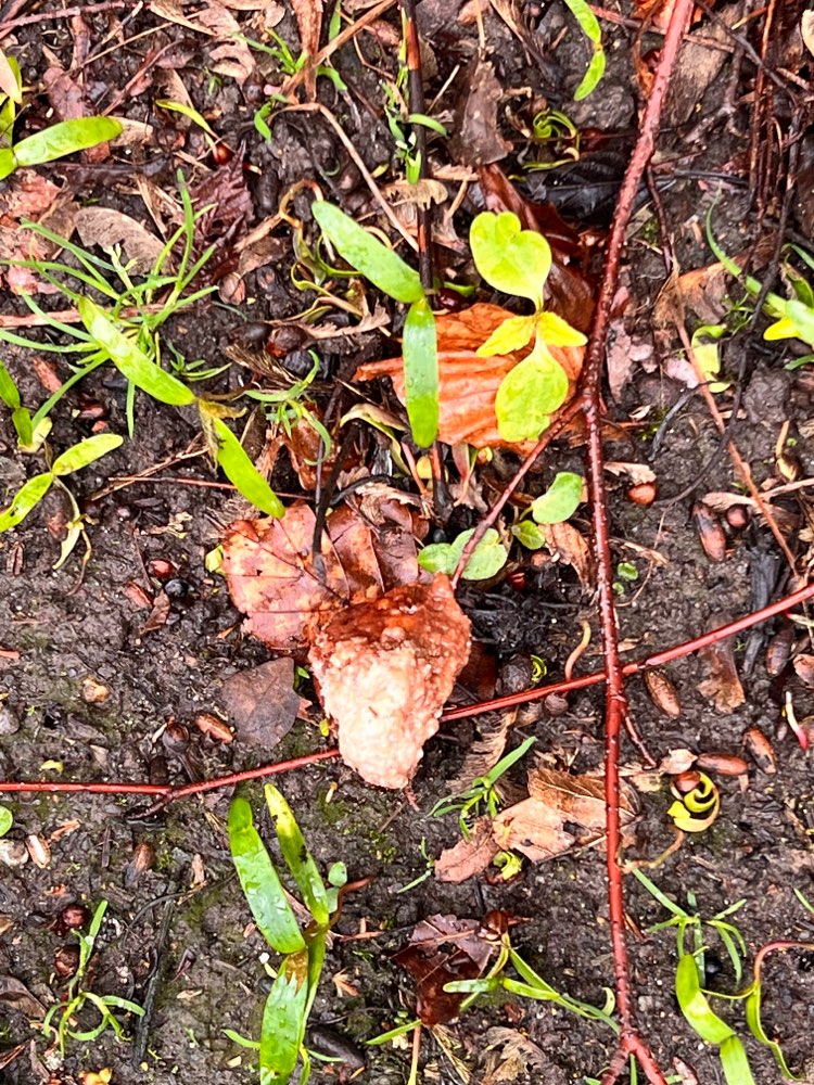 Giftköder-Mutmaßliche Giftköder am Coerdeplatz-Profilbild