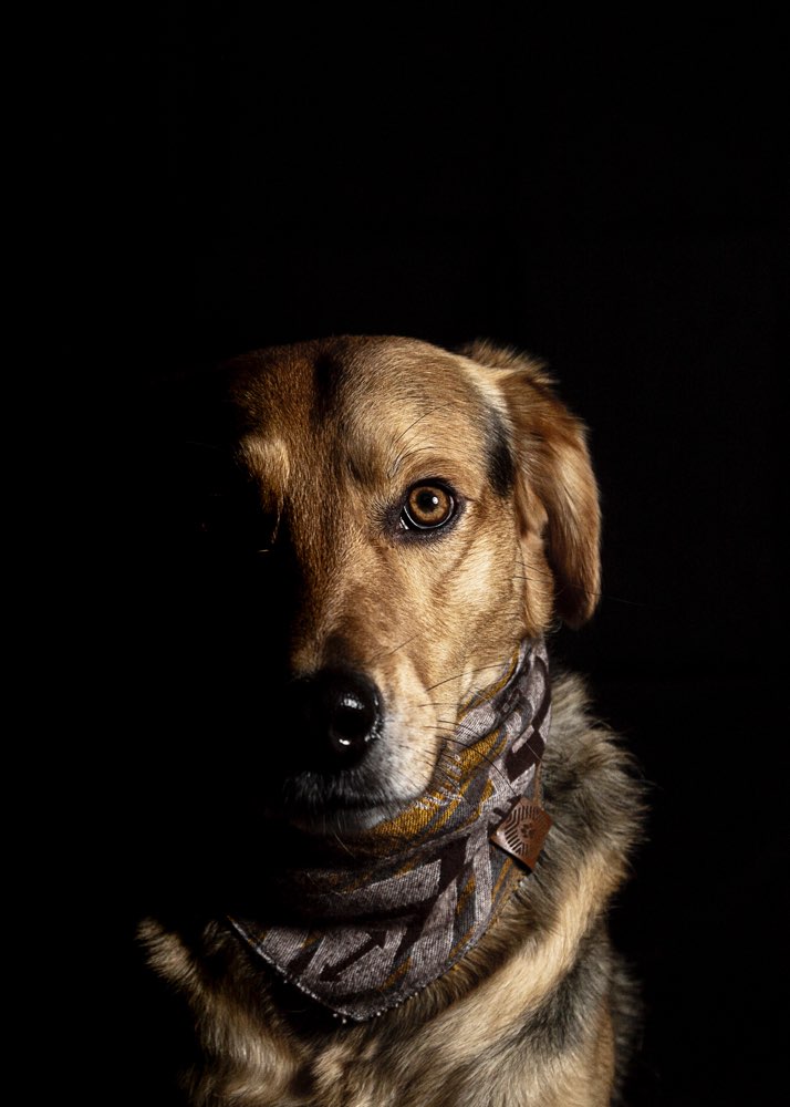 Hundetreffen-Gassipartner gesucht-Profilbild