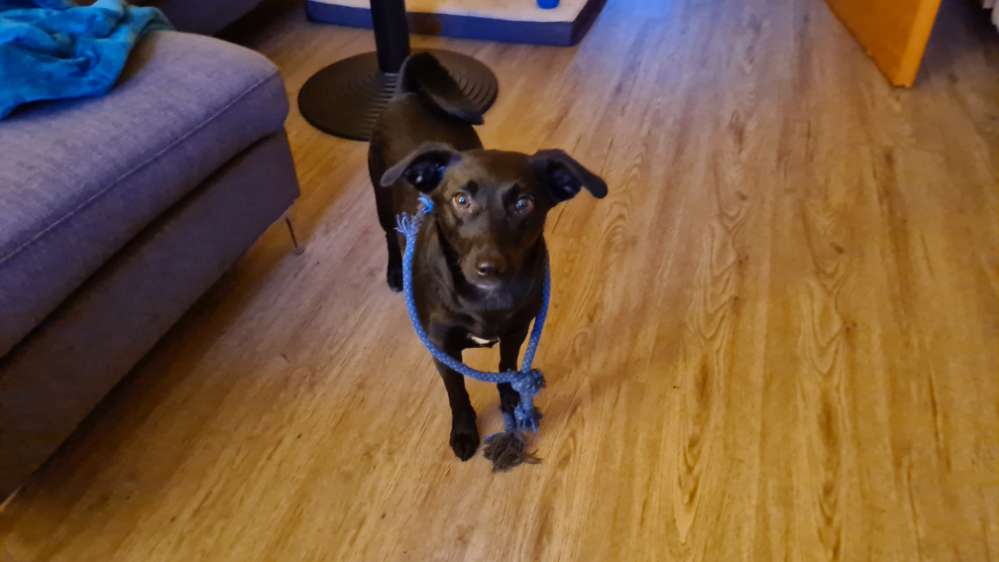 Hundetreffen-Hunderunde im Park Sanssouci-Profilbild