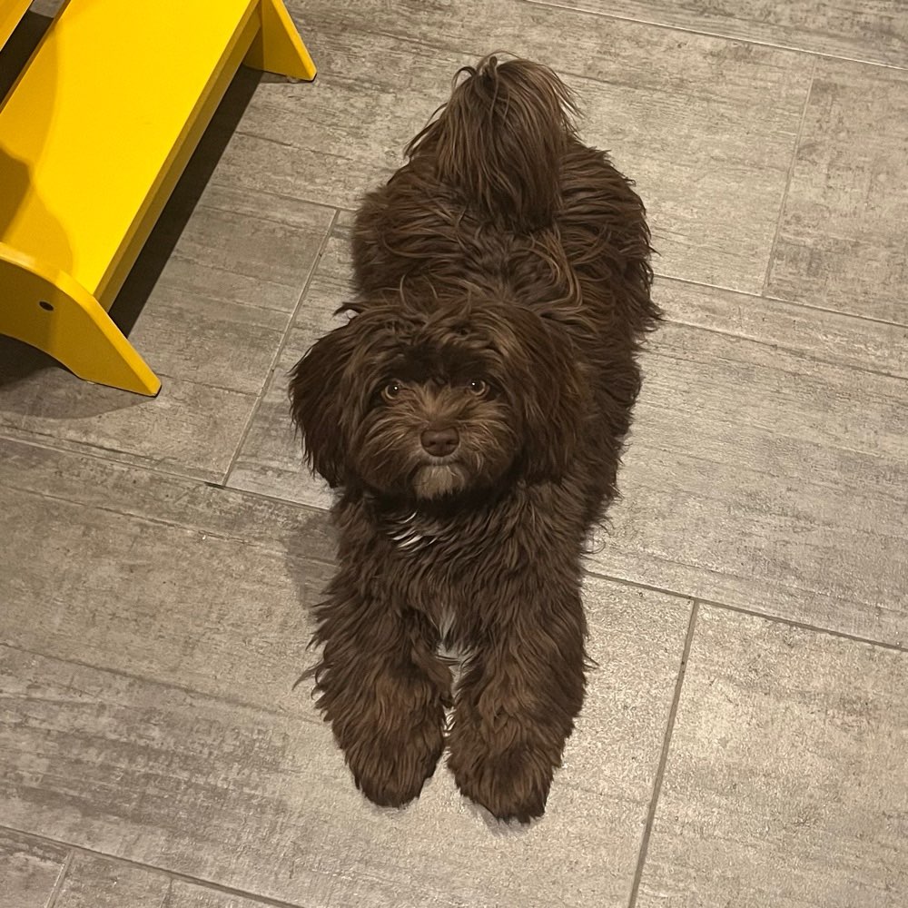 Hundetreffen-Spielen/Gassi gehen-Profilbild