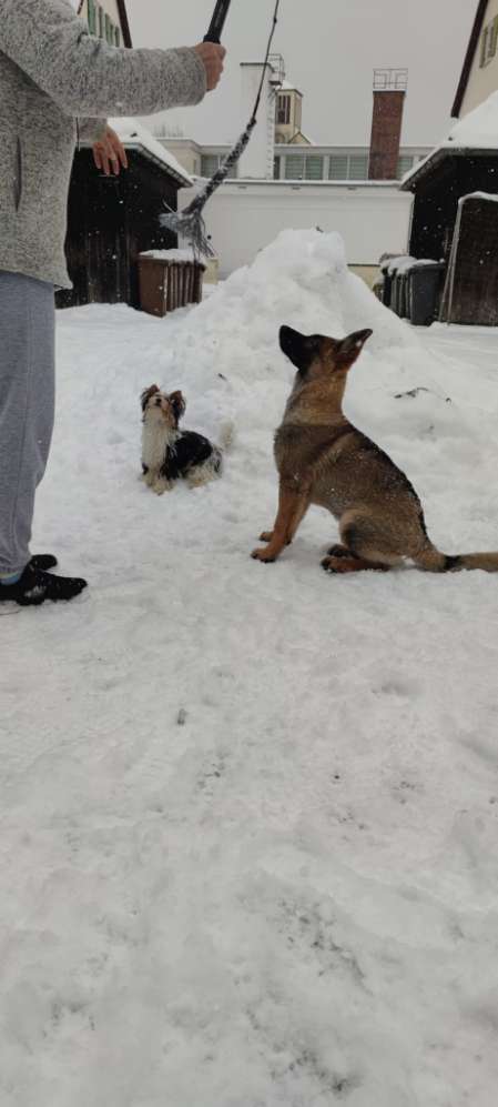 Hundetreffen-Treffen der Großen-Profilbild