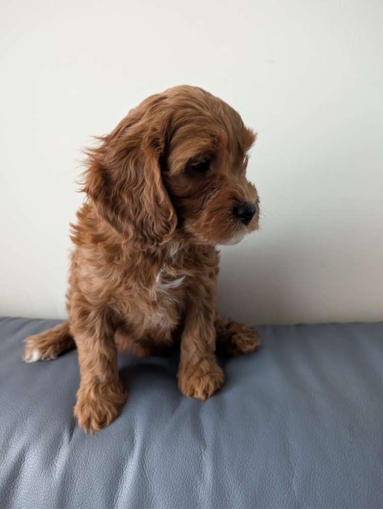 Hundetreffen-Welpentreffen :)-Profilbild