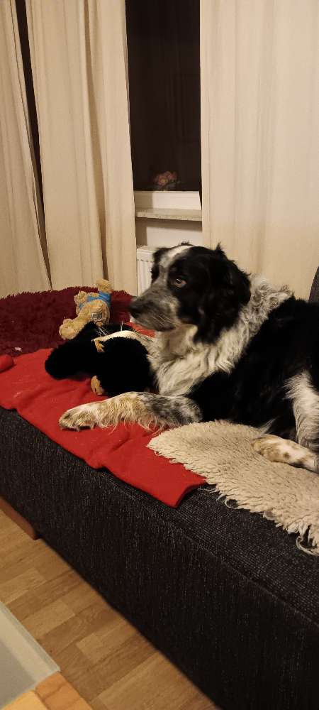 Hundetreffen-Treffen in Bremen Lesum-Profilbild