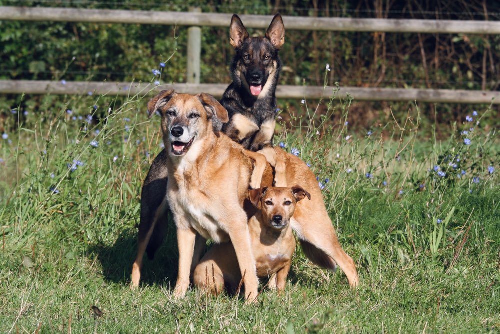Hundetreffen-Gassi und/oder Training-Profilbild