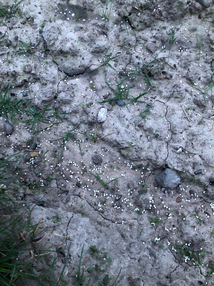 Giftköder-Möglicherweise giftig-Profilbild