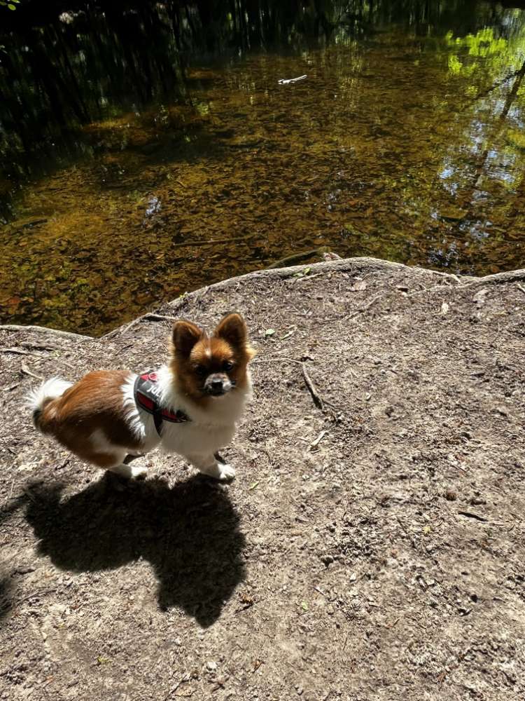 Hundetreffen-Kleine Hunde-Profilbild