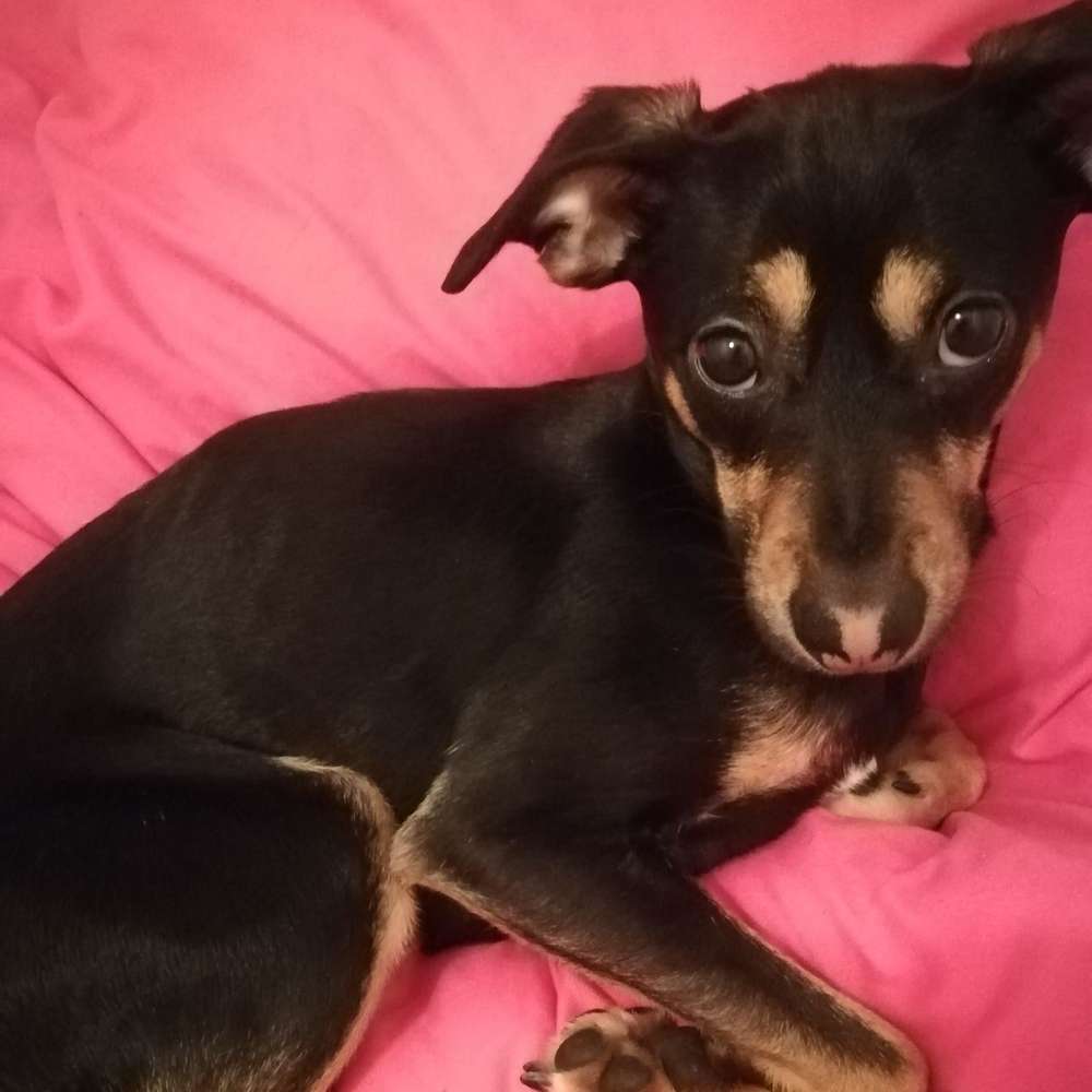 Hundetreffen-Spiel- oder Gassitreffen-Profilbild