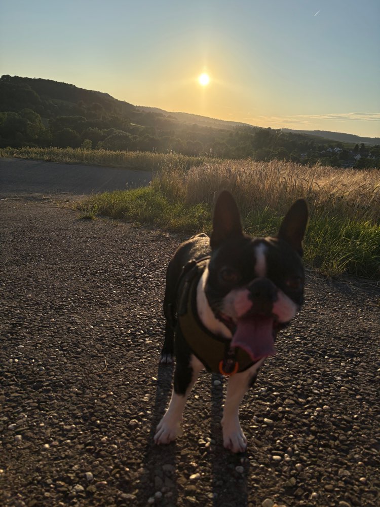 Hundetreffen-Gassi und Spieltreff-Profilbild