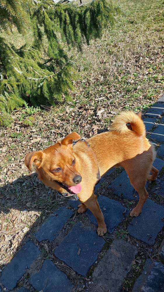 Hundetreffen-Gassi, spielen-Profilbild