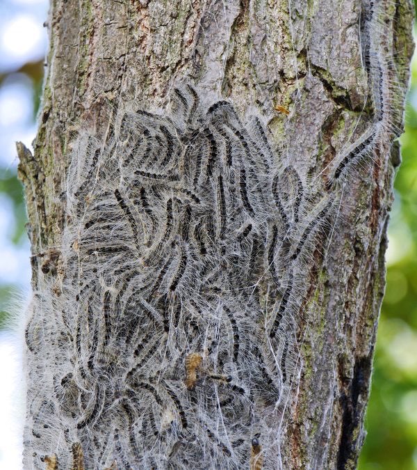 Giftköder-Eichenprozessionsspinner-Profilbild