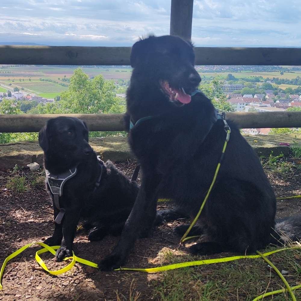 Hundetreffen-Sozial Walk-Profilbild