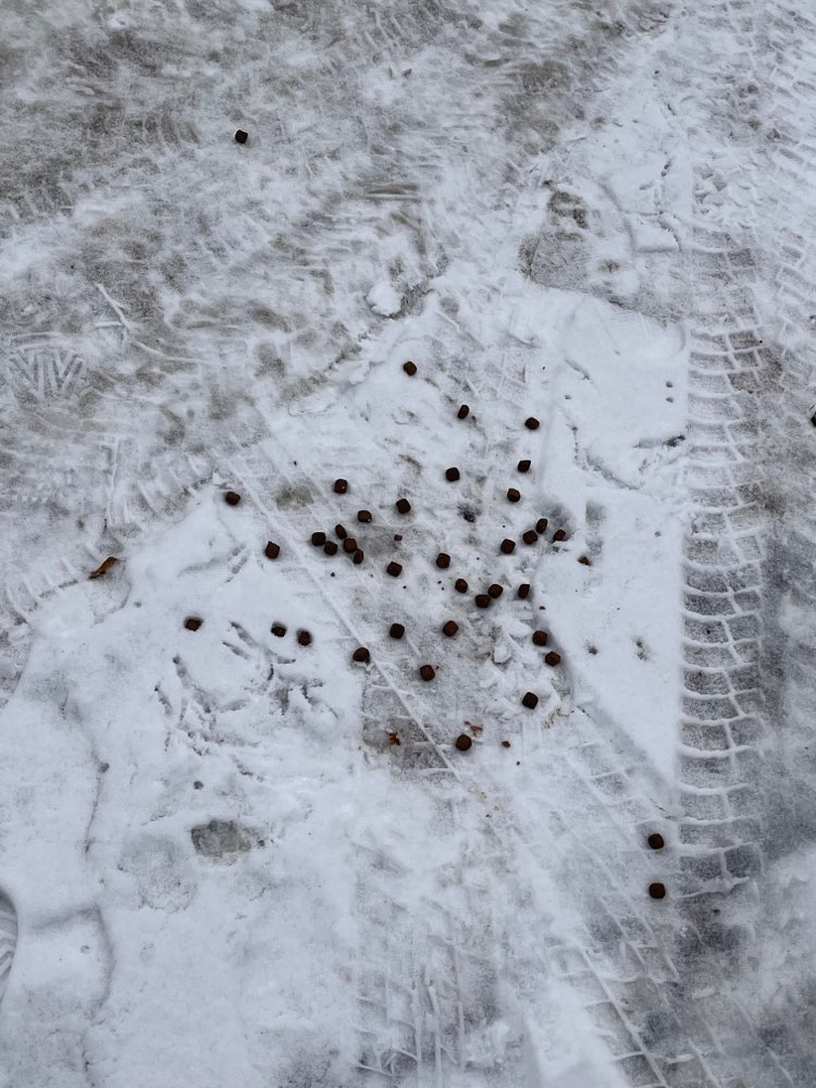 Giftköder-Verstreutes Hundefutter-Profilbild