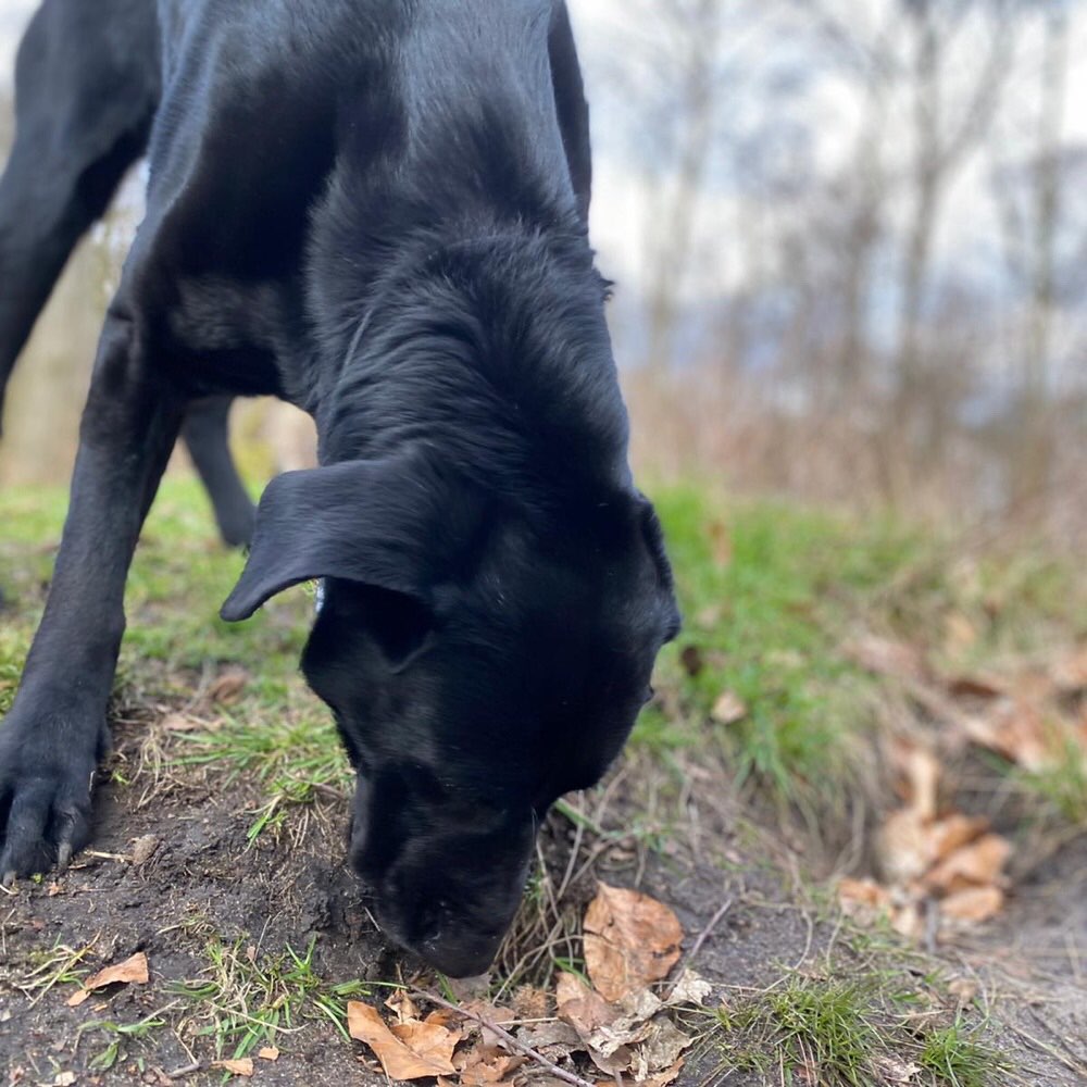 Hundetreffen-Lange Spaziergänge-Profilbild