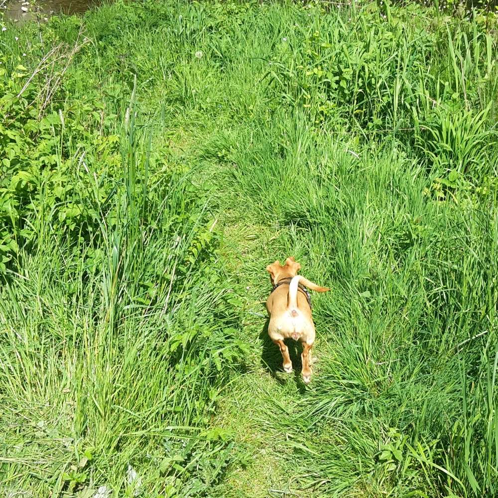 Hundetreffen-Gassitreffen am Parkplatz Waldfriedhof Sennestadt-Profilbild
