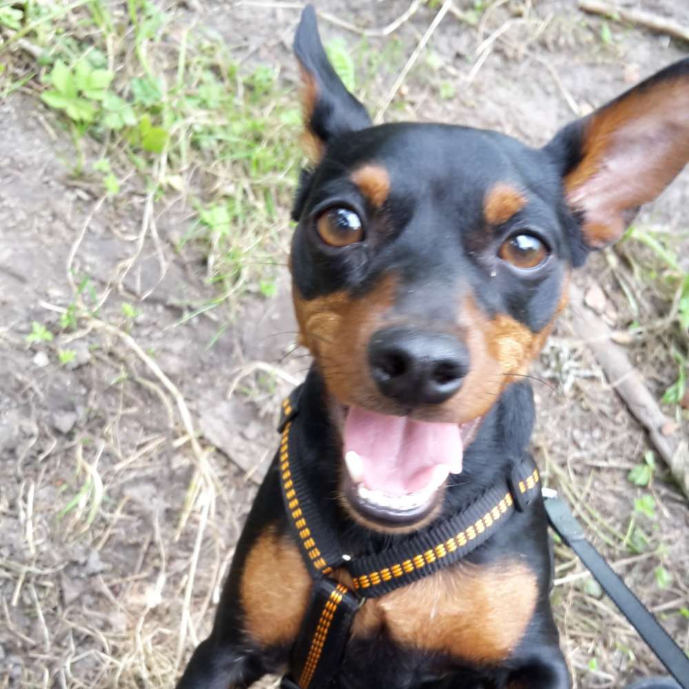 Hundetreffen-Zwergpinscher Treffen-Profilbild