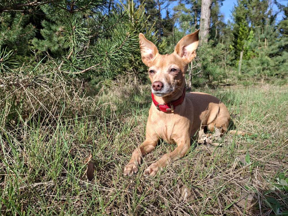 Hundetreffen-Kleine Hunde-Profilbild